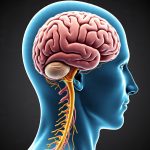 Balances Nervous System​